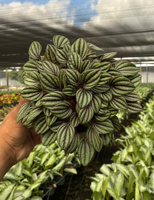 Peperomia Piccolo Banda
