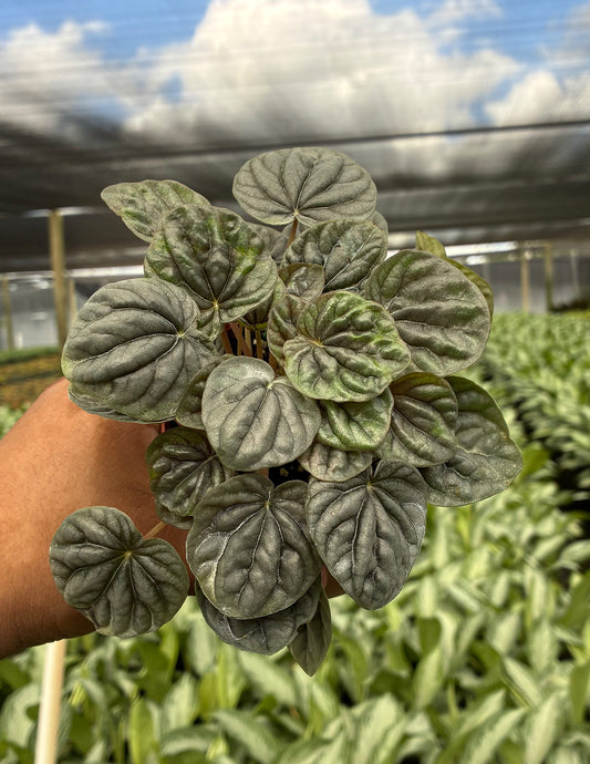Peperomia Silver Ripple