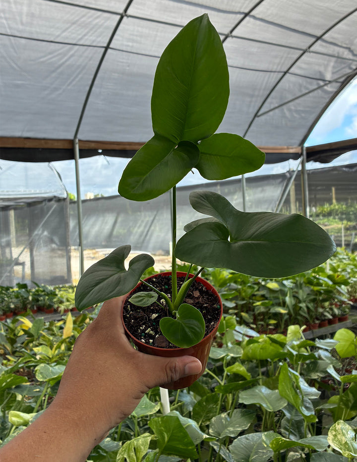 Philodendron Goeldii | Houseplant