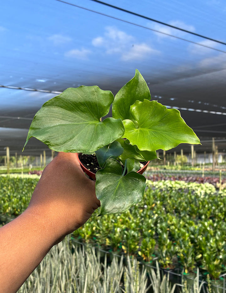 Philodendron Hope | Philodendron Selloum