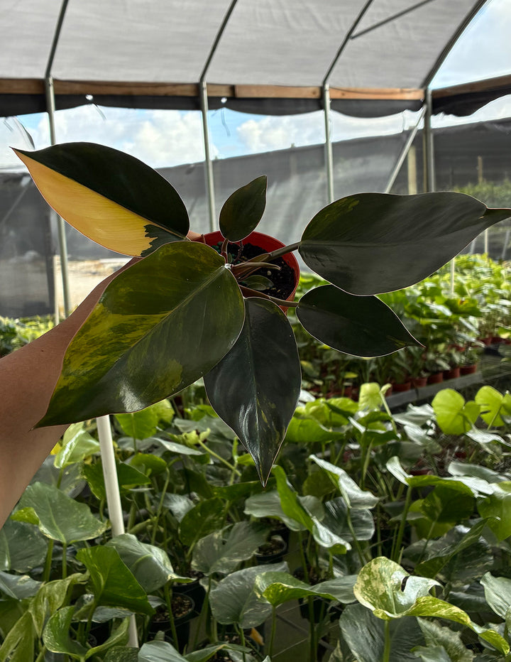 Philodendron Red Congo Variegated | Houseplant