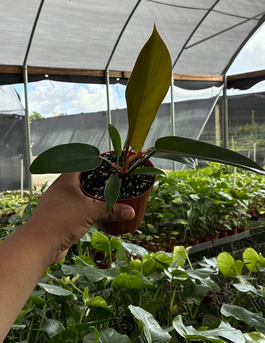 Philodendron Florida Bronze