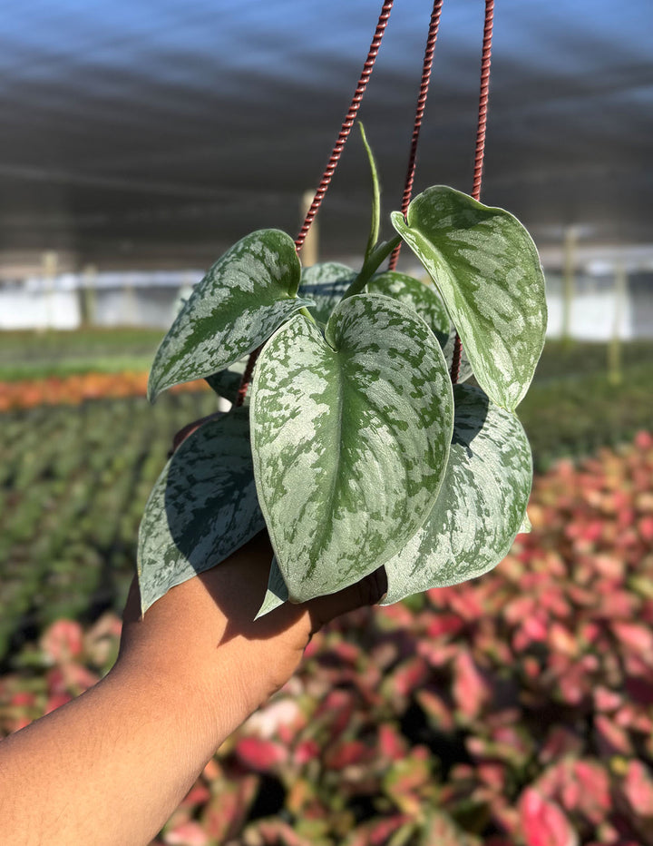 Scindapsus Pictus Exotica | Houseplants
