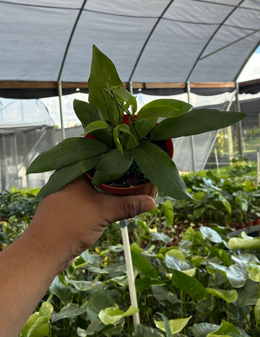 Hoya Pimenteliana