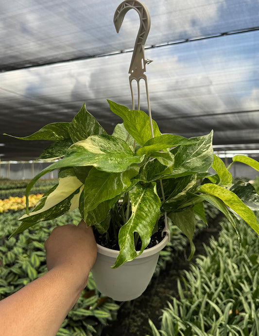 Epipremnum Pinnatum Albo/Mint