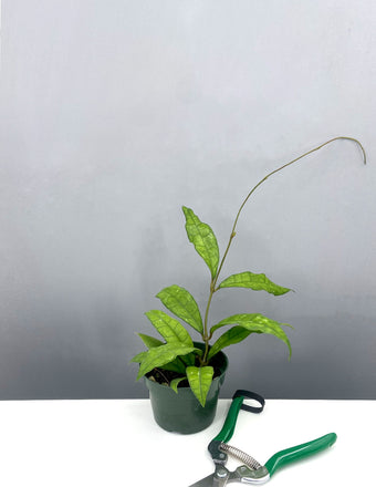 Hoya Finlaysonii - Plant Proper - 4" Pot