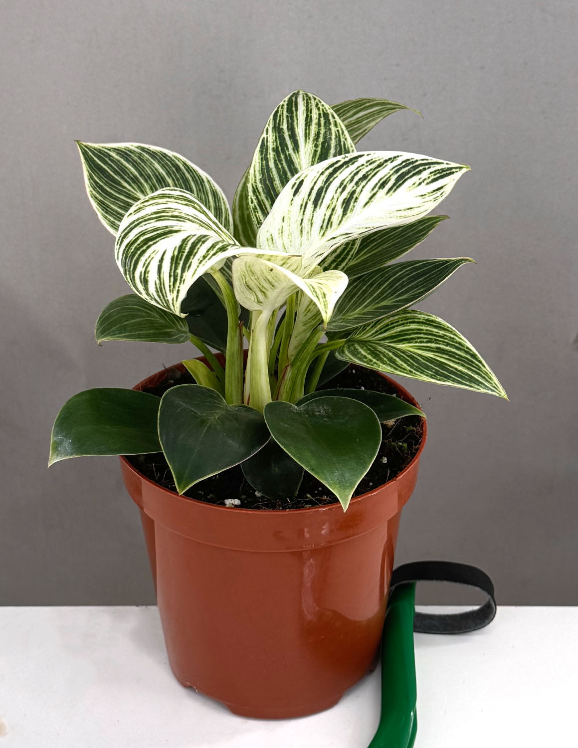 Philodendron birkin