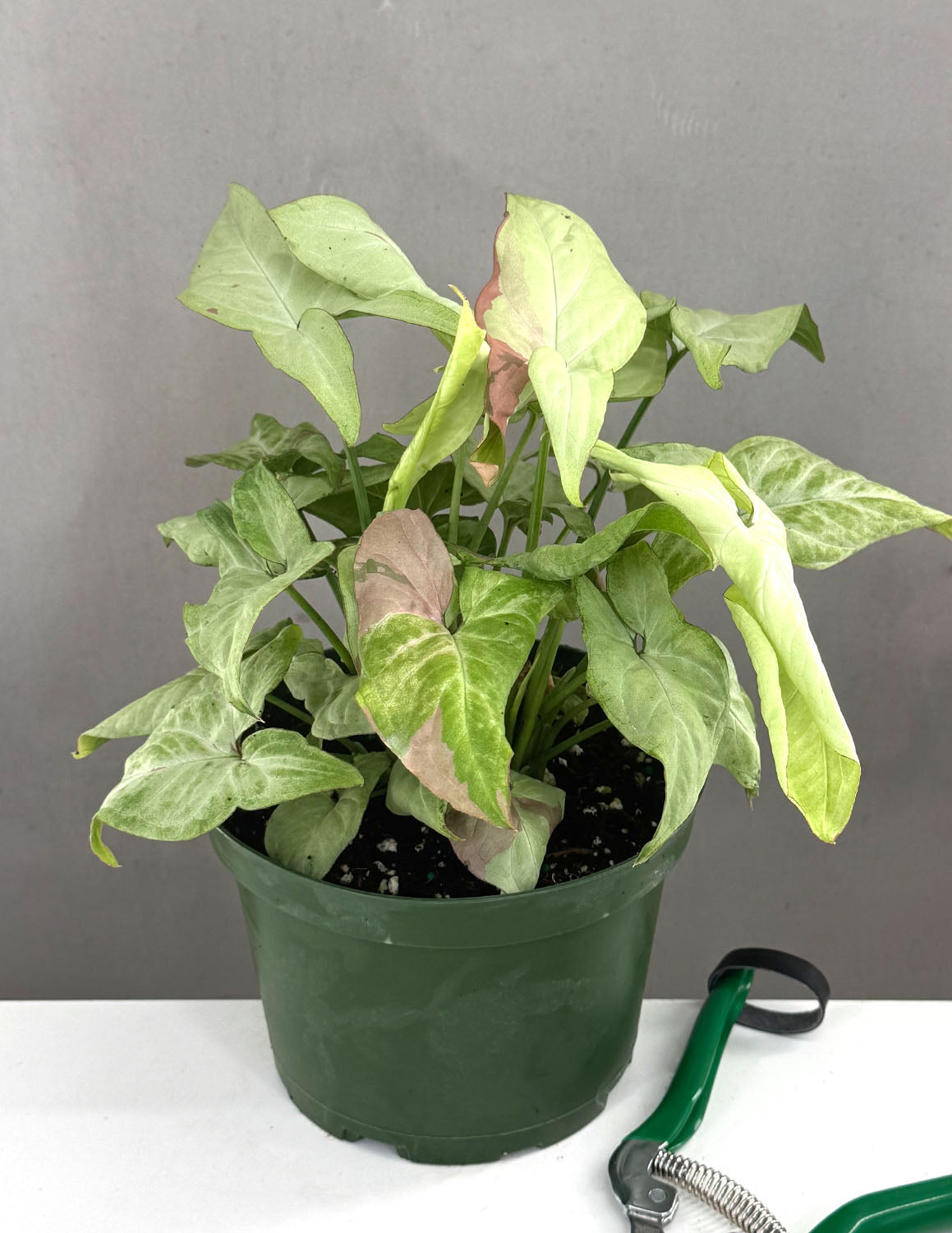 Syngonium Strawberry Milk