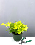6" Neon Pothos - Epipremnum Aureum - House Plant - Plant Proper