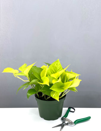 4" Neon Pothos - Epipremnum Aureum - Plant Proper
