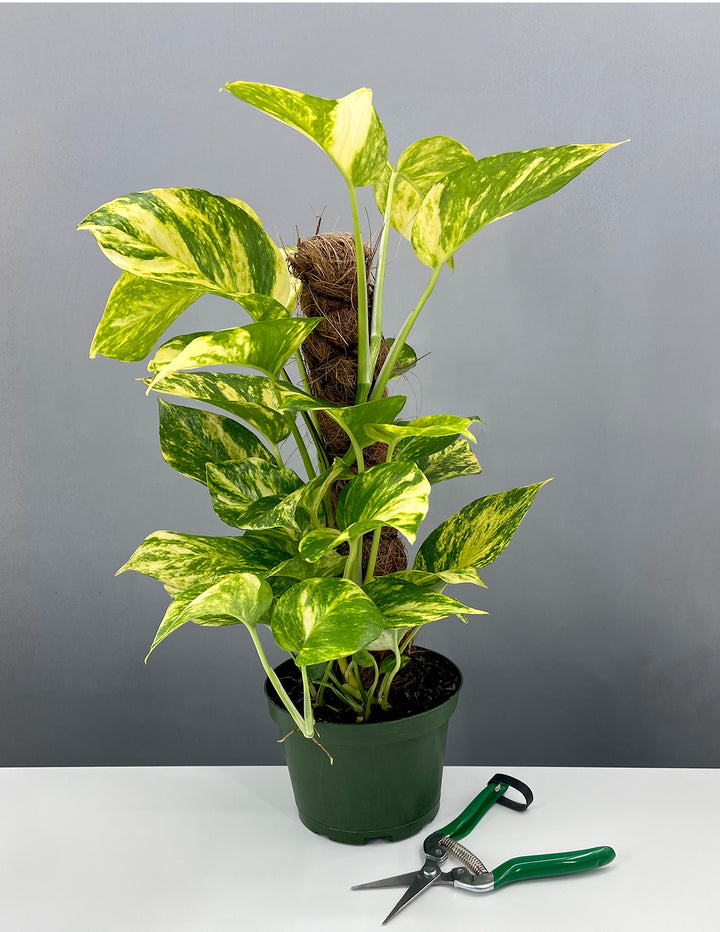 large leaf pothos House Plant 4-pothos-golden Golden Pothos Plant in 4 in. Pot