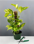 6" Totem Pothos Hawaiian - Golden Hawaiian - Plant Proper