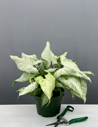 Syngonium Holly - Plant Proper - 6" Pot