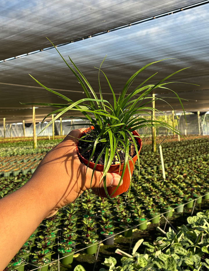 Ponytail Palm | Houseplant