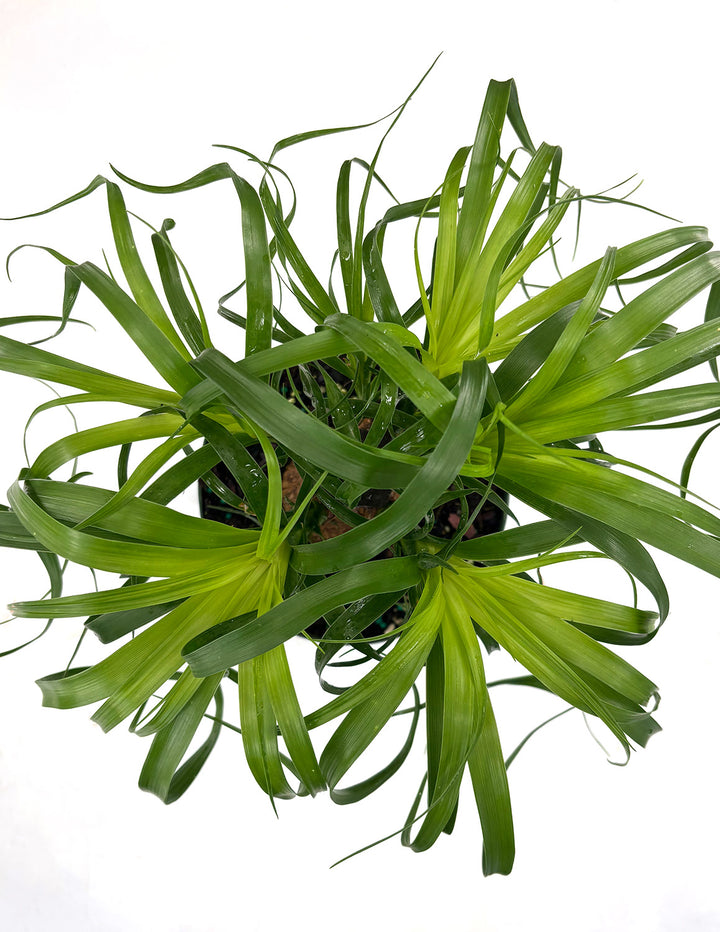 Ponytail Palm