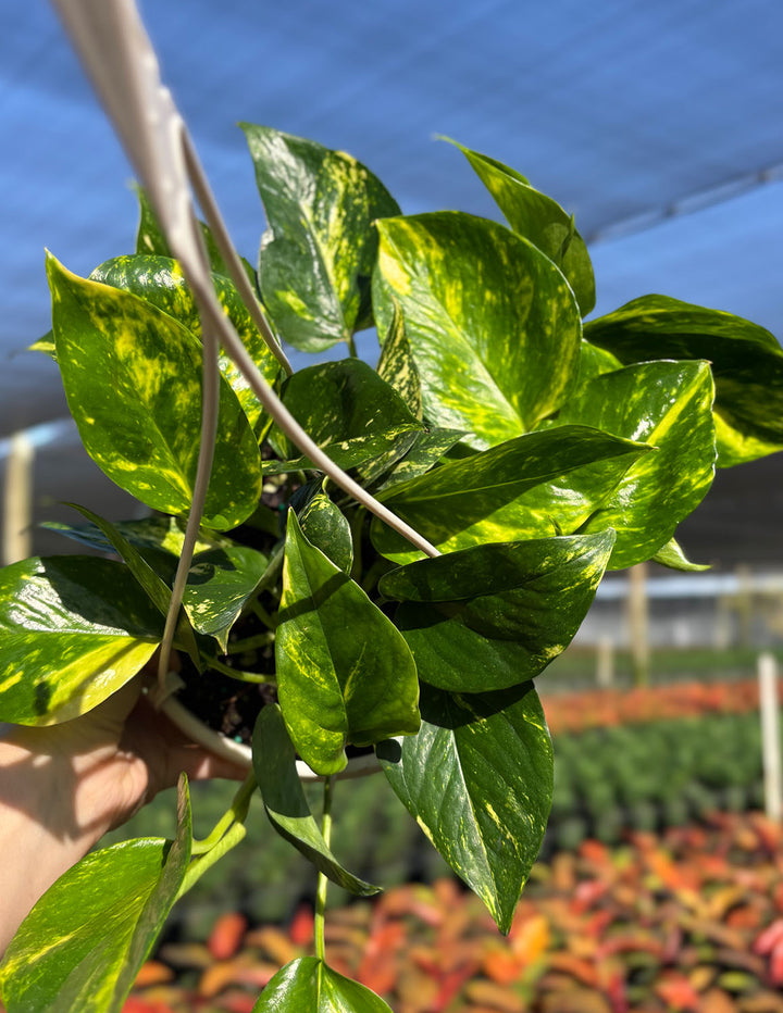 Pothos Hawaiian | Golden Hawaiian