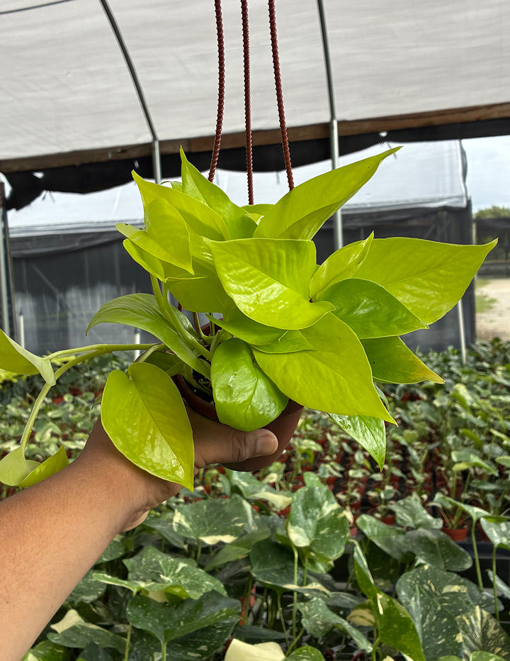 neon pothos with dark green Pothos Neon | Houseplants