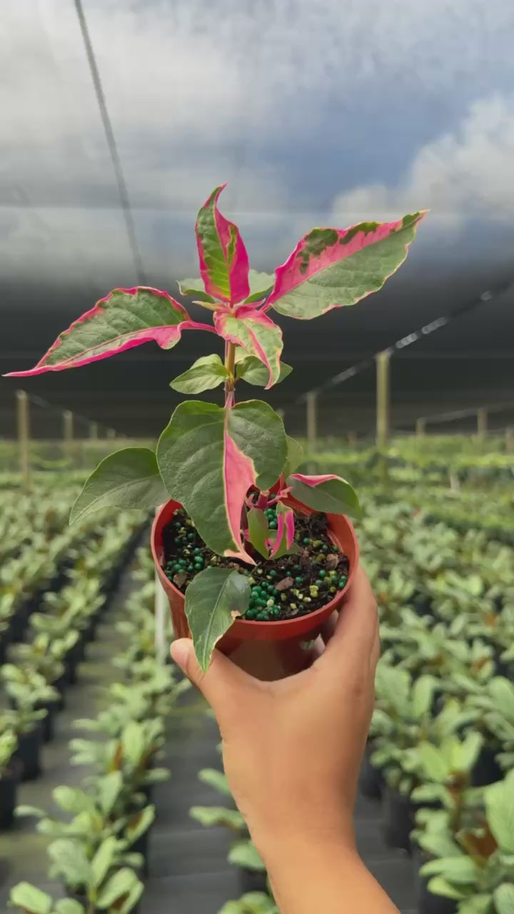 Alternanthera Ficoidea Party Time