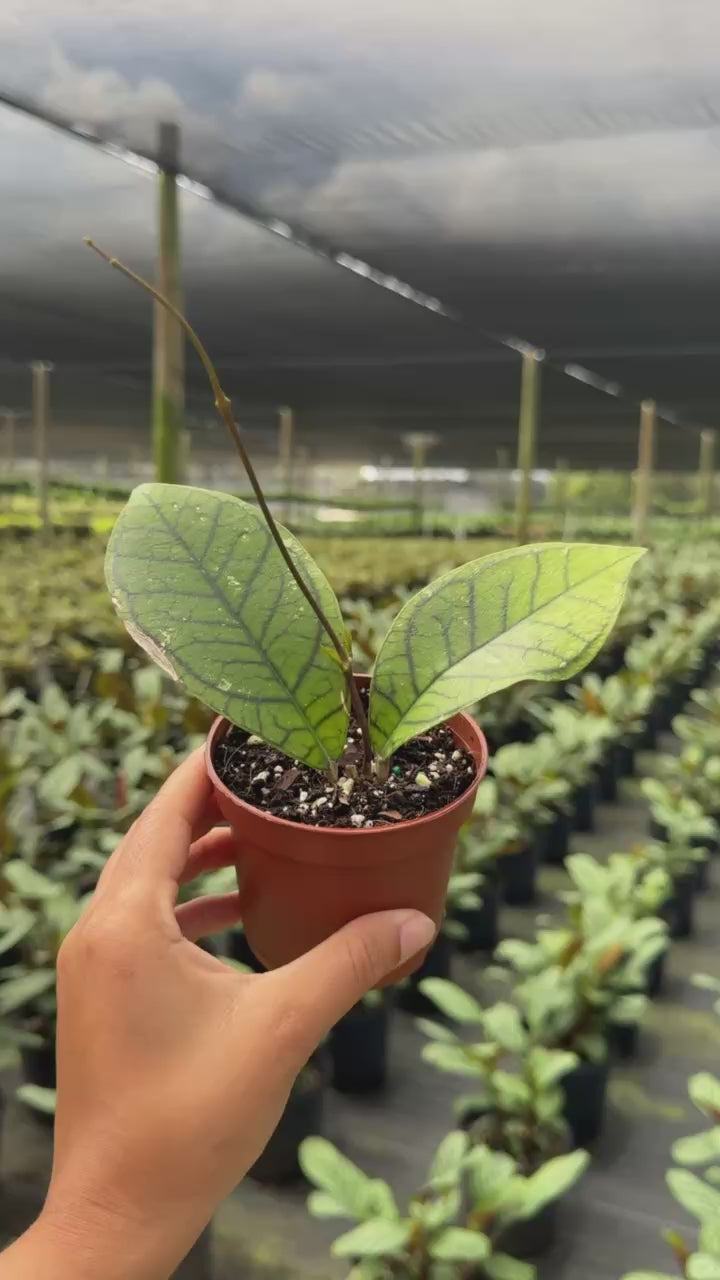 Hoya Callistophylla Vena | House Plants | Always Affordable at