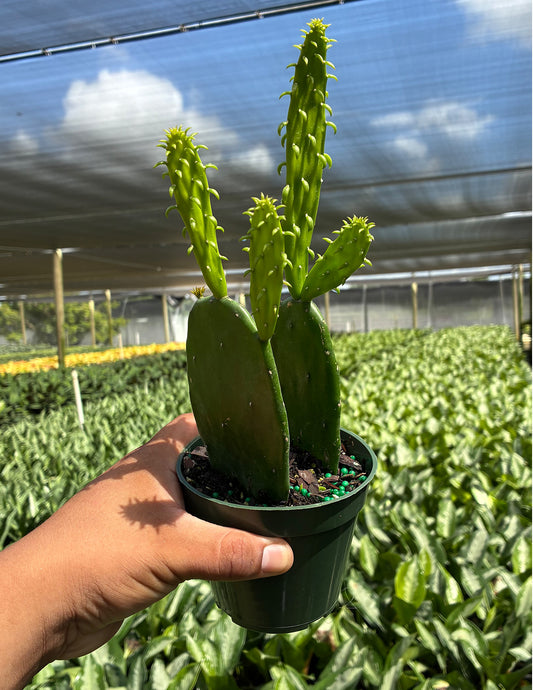 Prickly Pear Cactus