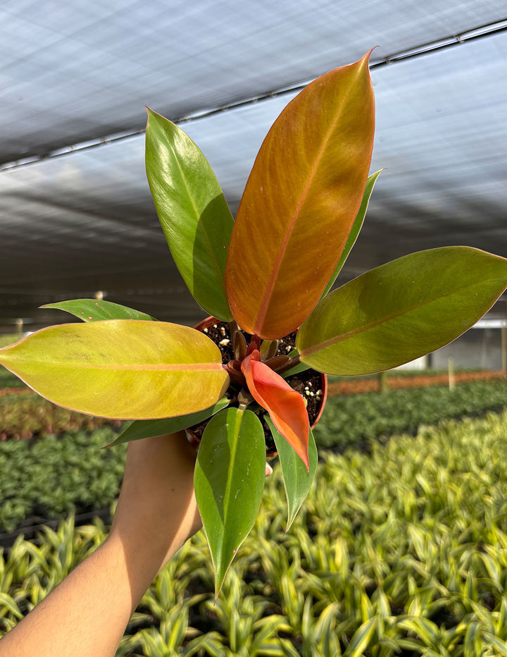 philodendron prince of orange cutting Philodendron Prince of Orange | Houseplant