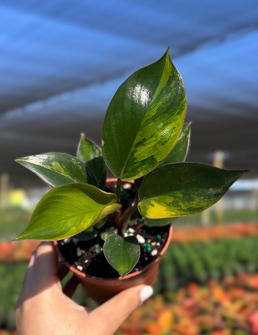 Philodendron Red Congo Variegated