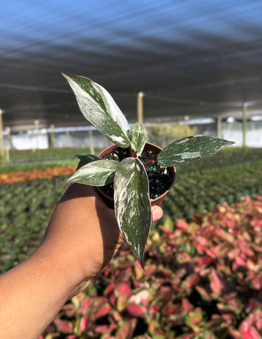 Philodendron Red Anderson