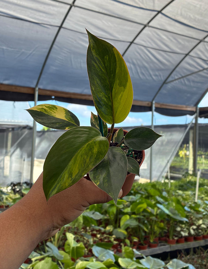Philodendron Red Congo Variegated | Houseplant