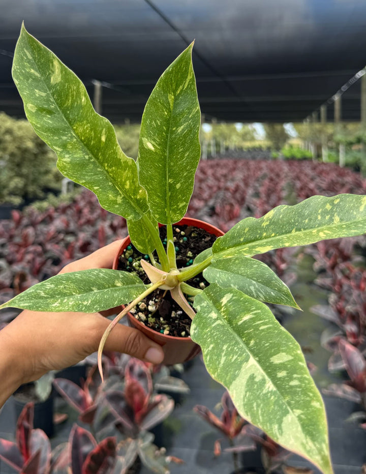 philodendron ring Philodendron Ring Of Fire | Houseplants