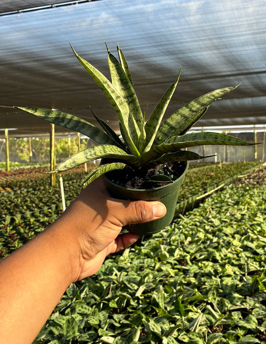 Sansevieria Pineapple
