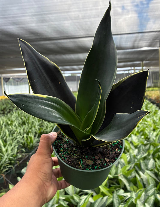Sansevieria Fabi