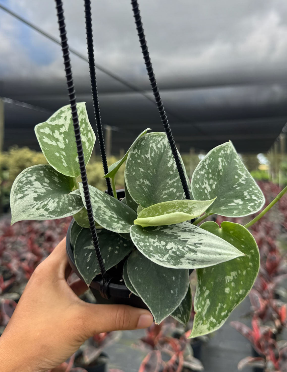 Plant Proper Scindapsus Pictus - Thumbnail 4