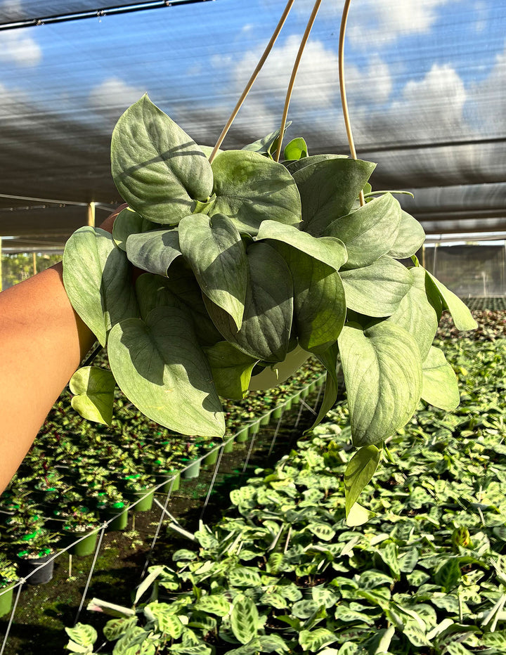 platinum pothos Scindapsus Platinum | Houseplant