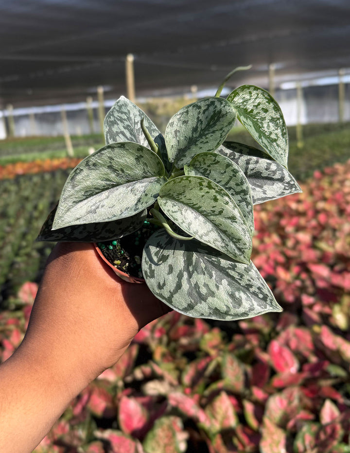 silver lady pothos for sale Scindapsus Silver Lady | Houseplant