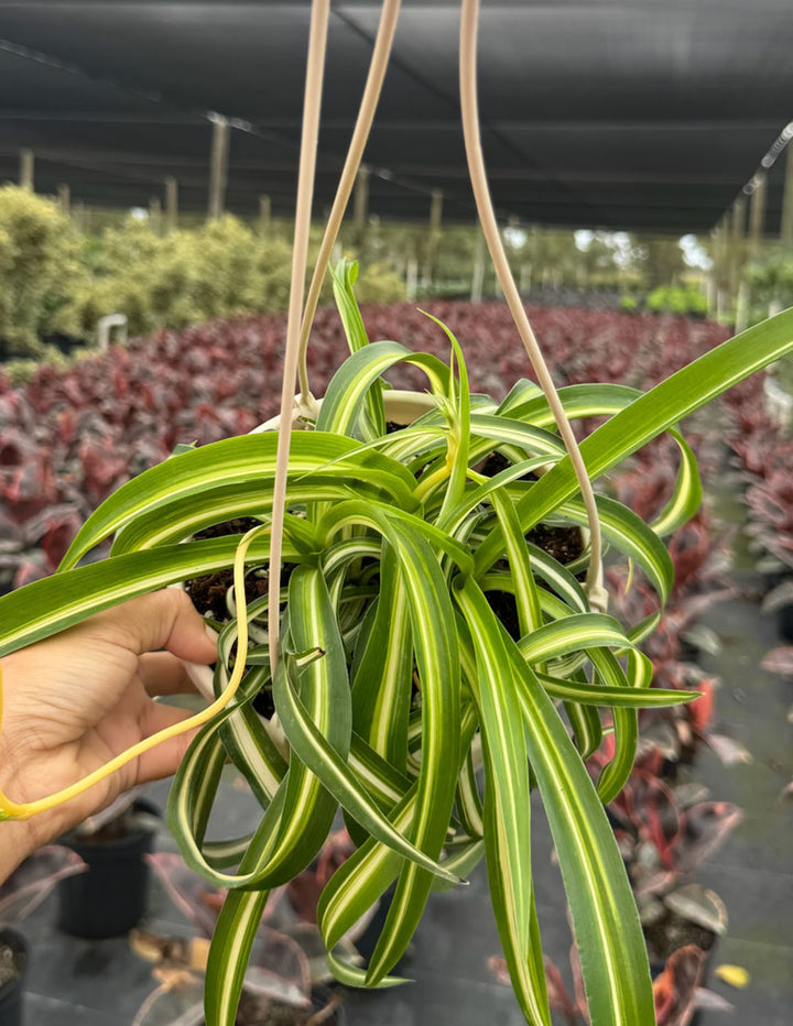 Spider Plant | Houseplant