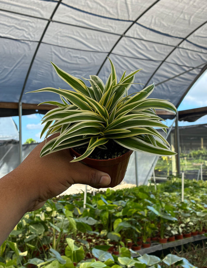 spider plant shade Spider Plant | Houseplant