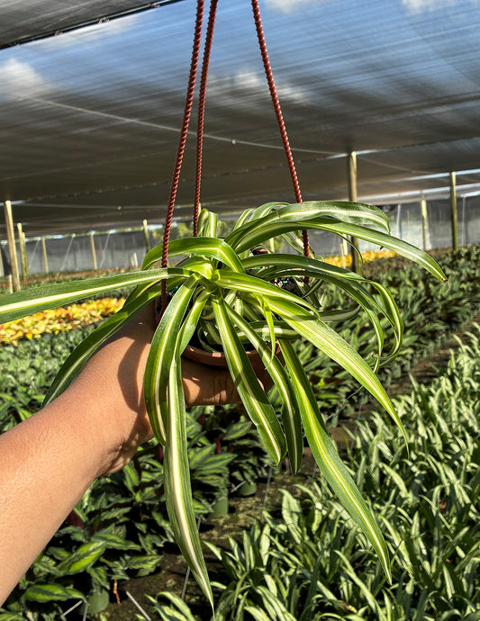 Curly Spider Plant Bonnie