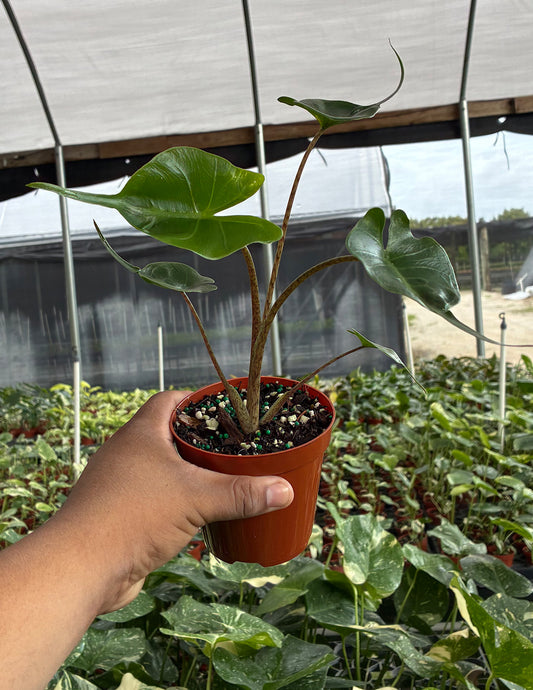Alocasia Stingray