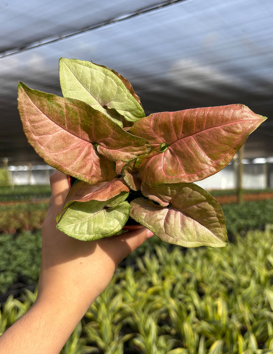 Syngonium Strawberry Cream