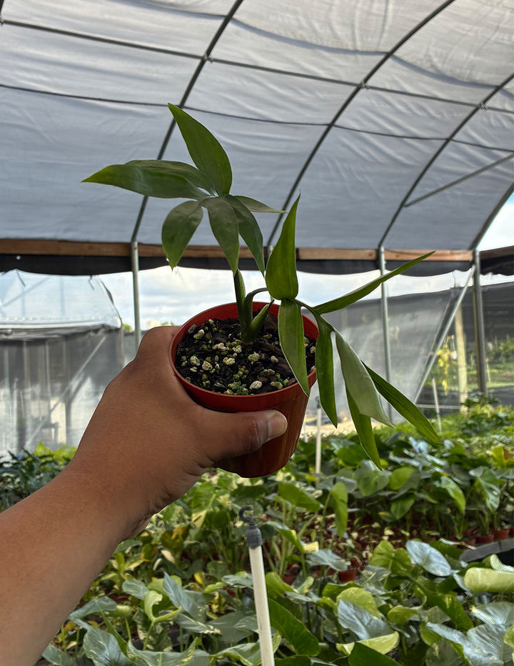 Monstera Subpinnata | Houseplants