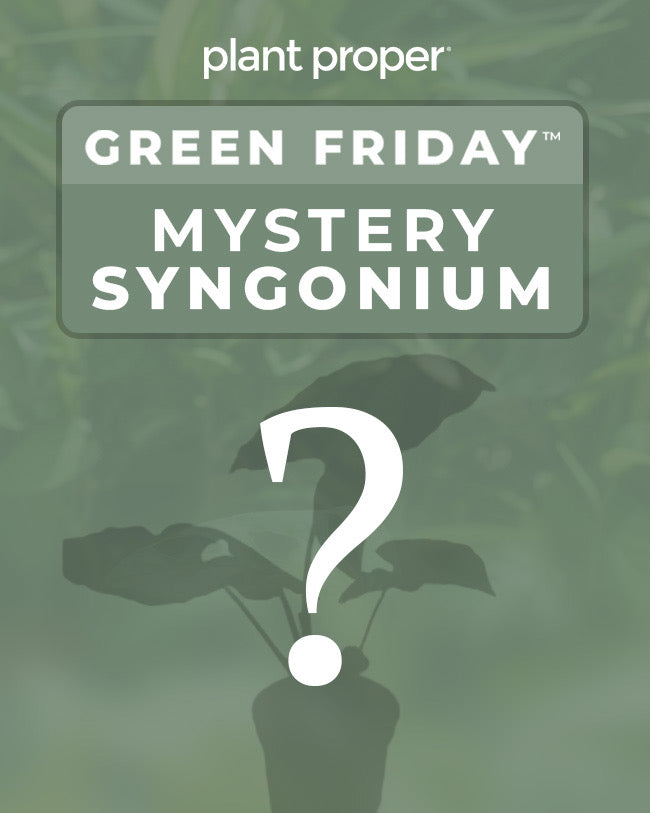 Syngonium Mystery