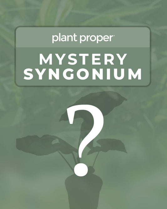 Mystery Syngonium