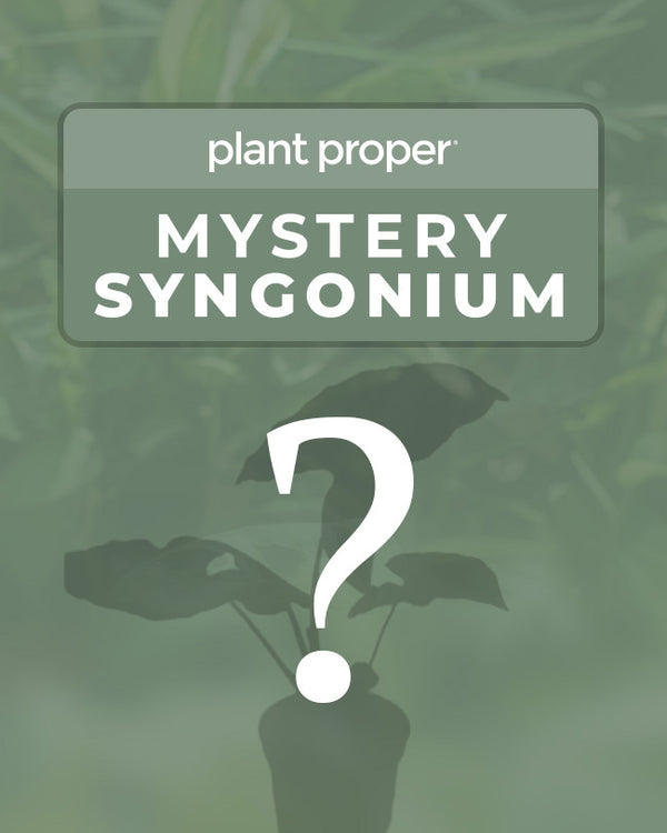 Mystery Syngonium
