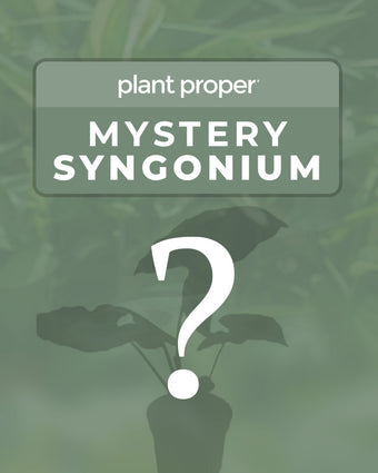 Mystery Syngonium