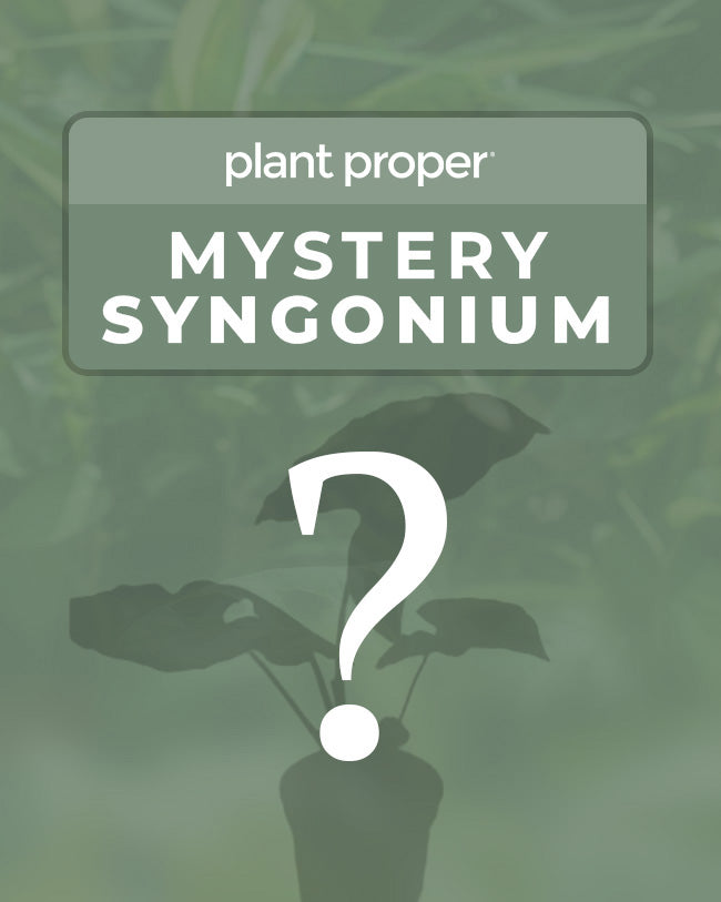 Mystery Syngonium