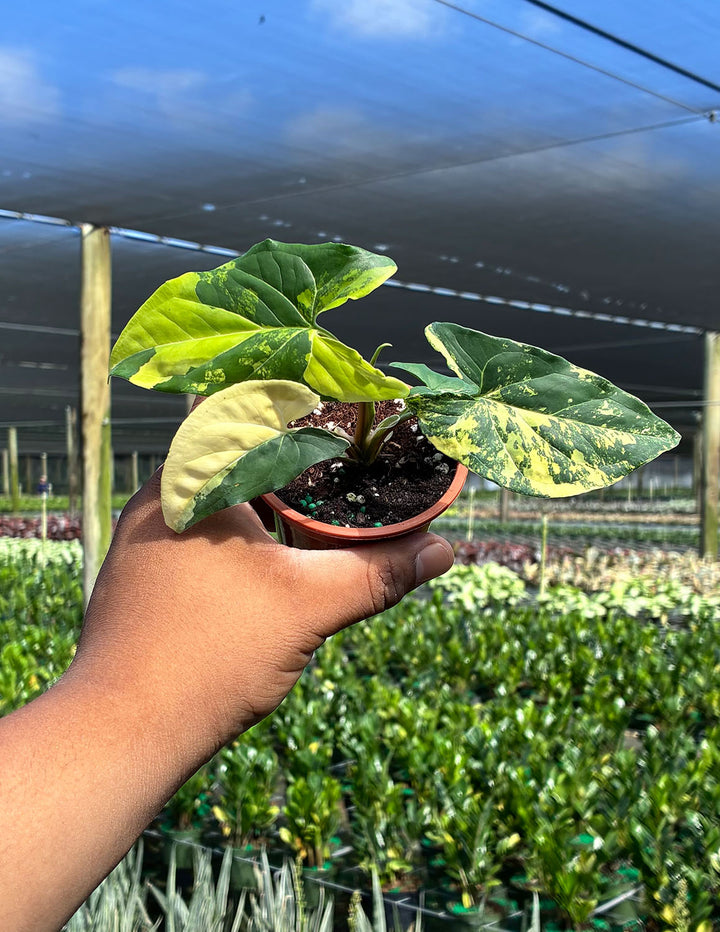 Syngonium Aurea | Arrowhead Plant