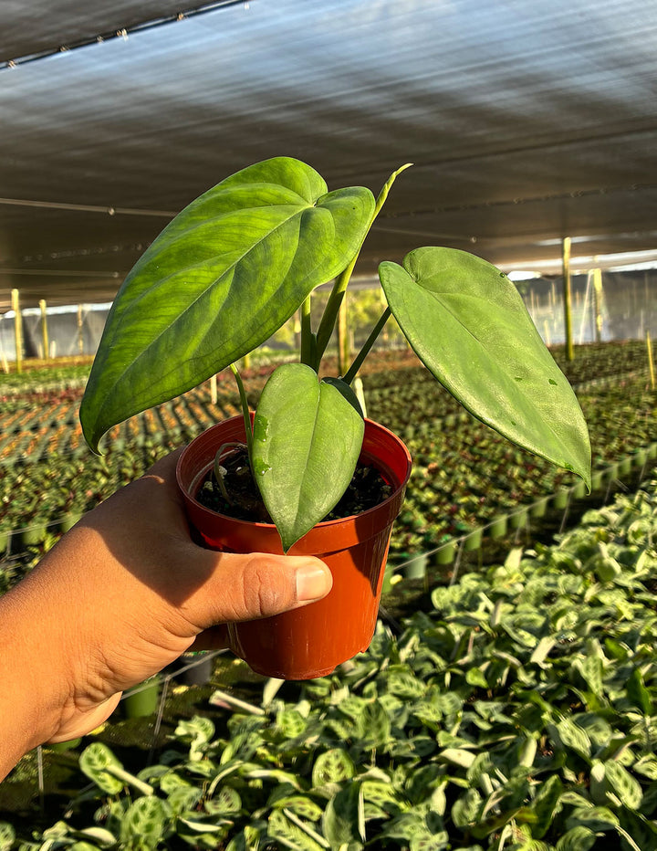 philodendron chiapense Syngonium Chiapense | Arrowhead Plant