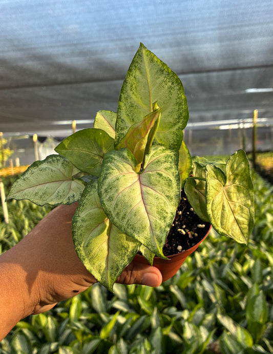 Syngonium Berry Allusion