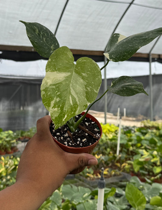 Monstera Thai Constellation
