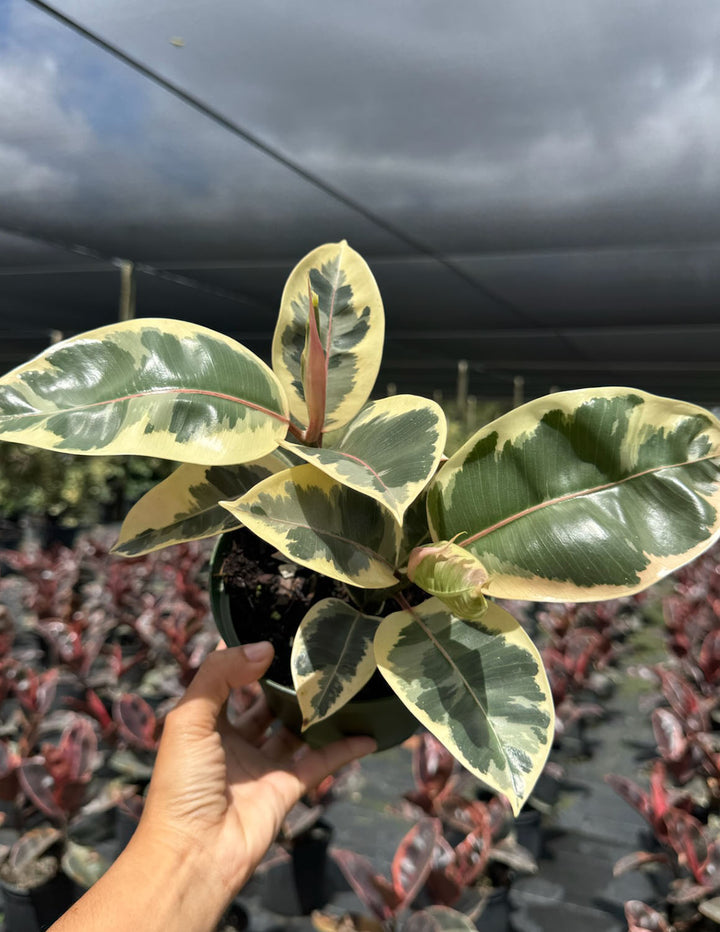 Ficus Tineke | Houseplant